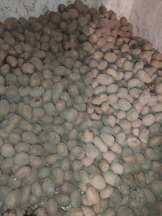Продам кормовий буряк,  картоплю, моркву.