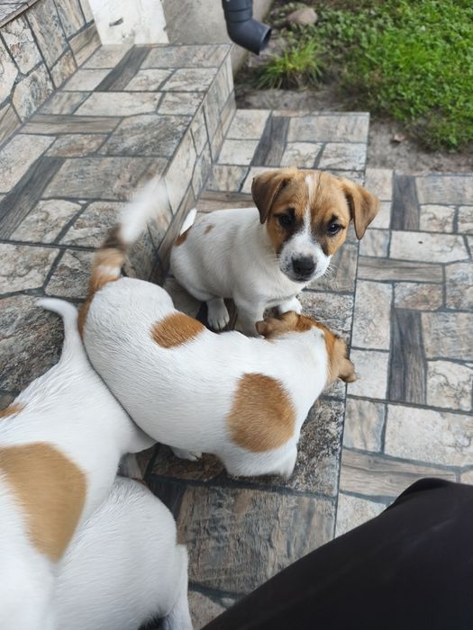 Jack Russell Terrier