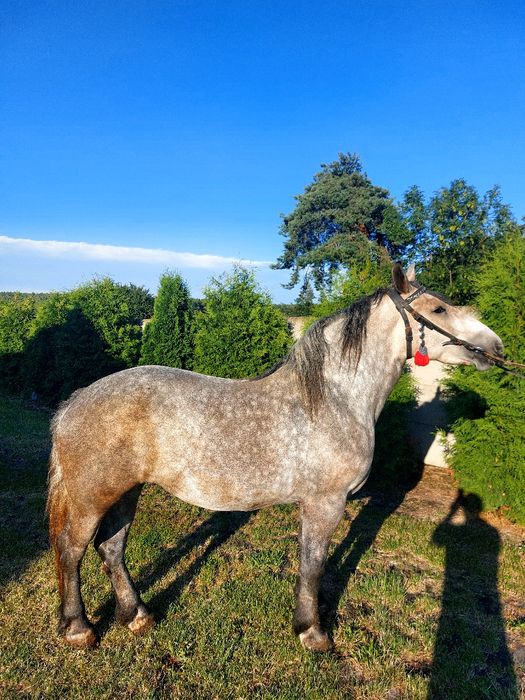Klacz szpaczka siwa  3 lata. Zakładana! Piękna!