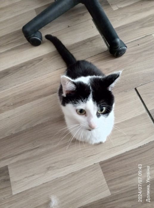 Кішку у добрі руки срочно!!!