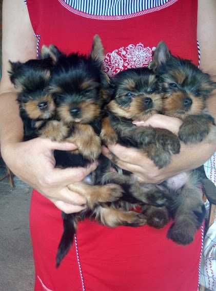 Йоркширський тер’єр: краса, грація, вірність в одному малюку