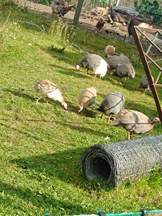 Perliczki perliki