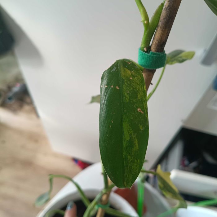 philodendron domesticus variegata-cięty szczyt