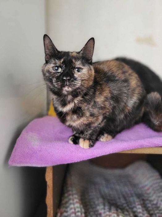 Кошечка Касиопея ищет дом