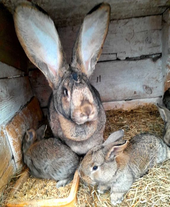 Olbrzym Belgijski Samica