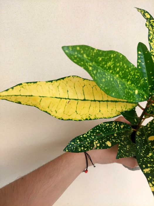 Planta Croton verde/amarelo