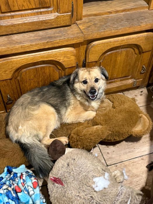 Parys piesek do adopcji