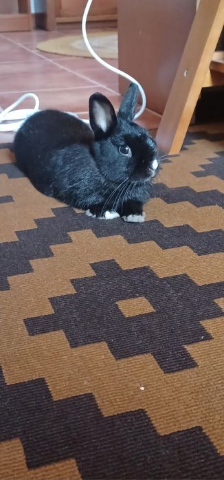 Coelhinho anão castrado + gaiola e acessórios