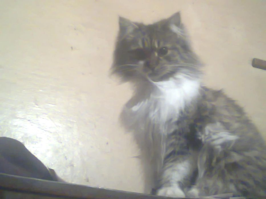 Пропала кошка Мурка.