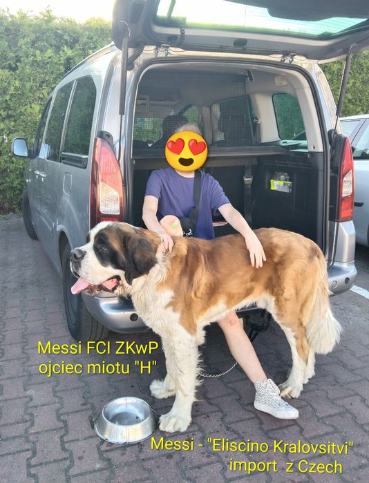 Bernardyn długowłosy -  szczeniak FCI ZKwP