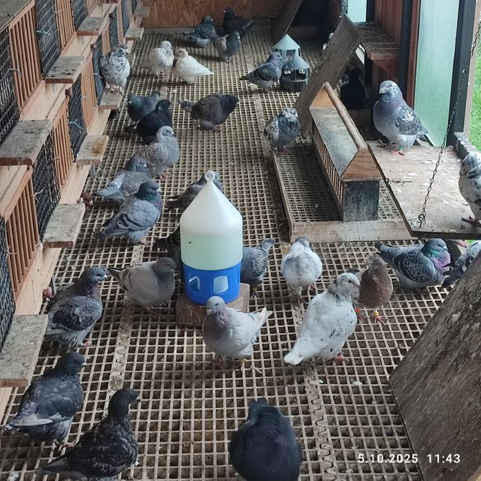 Amerikan Giant Homer