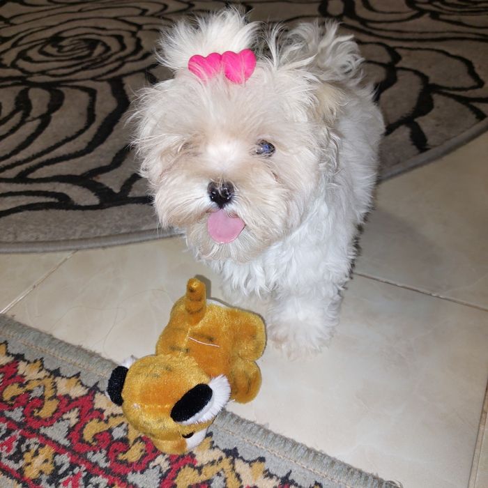 Девочка Мальтезе