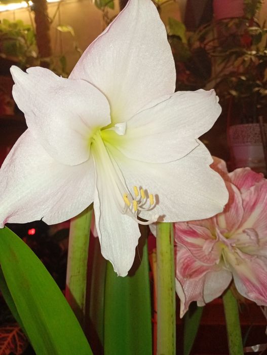 Антуріуми -символ кохання.Та інші декоративно -листяні кімнатні квіти