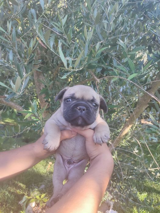 Bulldog francês Fêmea
