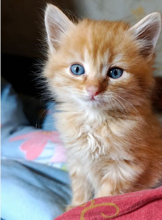 Котята 2,5 мес. ДНЕПР