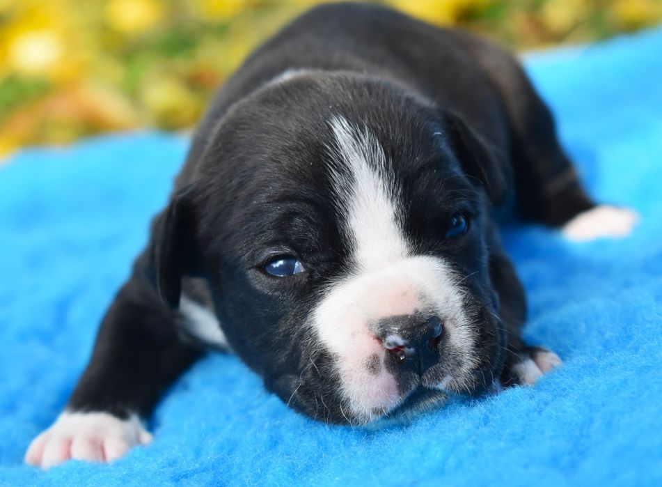 Amstaffy FCI Zkwp American Staffordshire Terrier Night Warrior