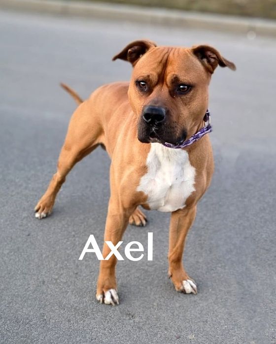Do adopcji wspaniały Axel