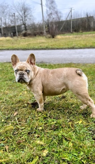 Дівчинка французький бульдог
