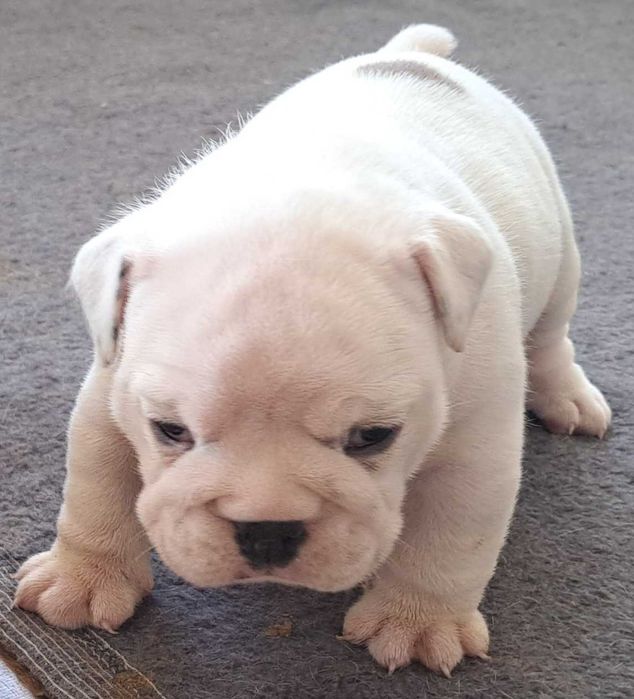 Buldog angielski FCI suczka