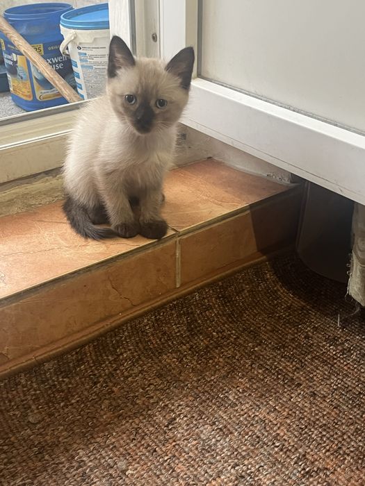 Вітдам біле кошеня в добрі руки