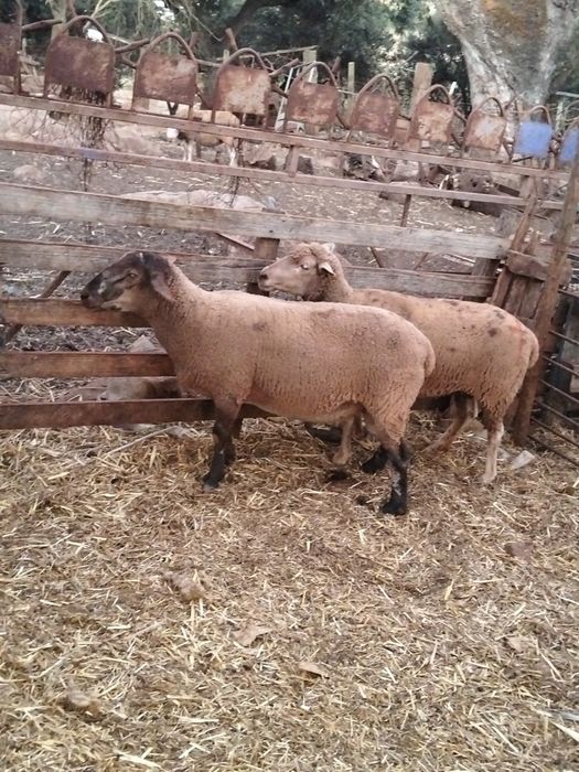 Vende se 57 ovinos
