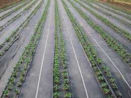 AGROTKANINA AGROWŁÓKNINA 90g 1,6x100m czarna UV mata