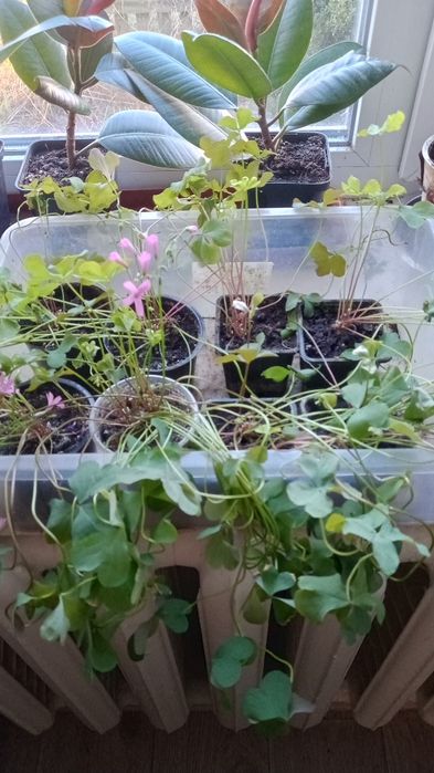 Продам оксаліс,іпомея батад.
