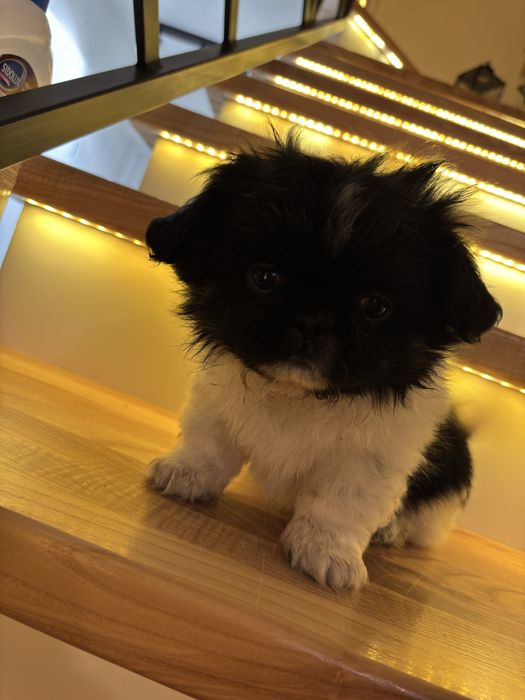 Szczeniak rasy pekinczyk do oddania