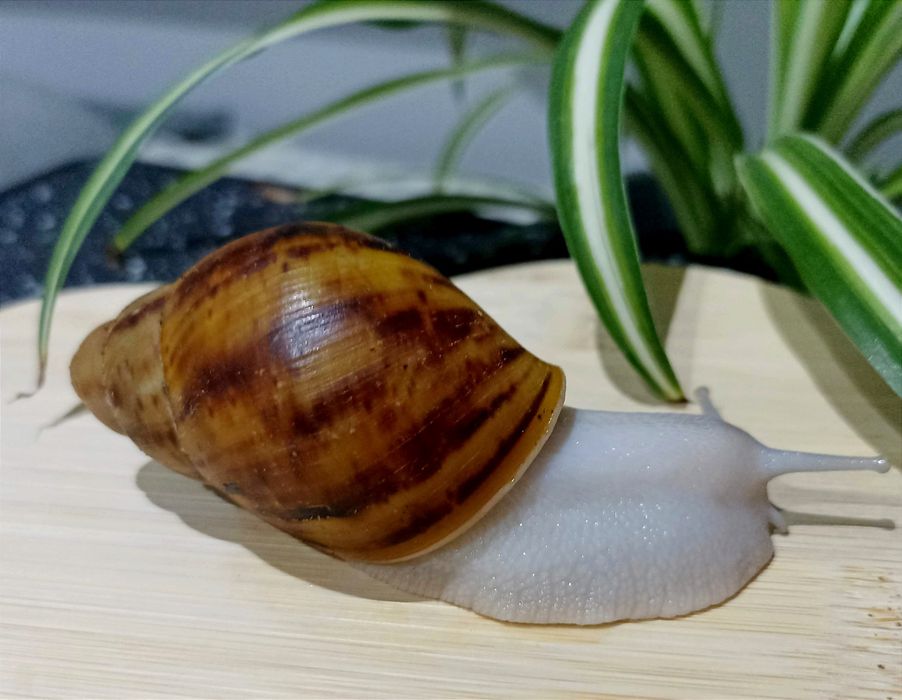 Ślimaki  afrykańskie, Archachatina marginata  ovum silver body