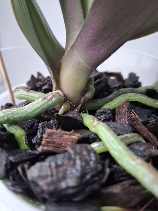 Орхідея фаленопсис Asian Sun