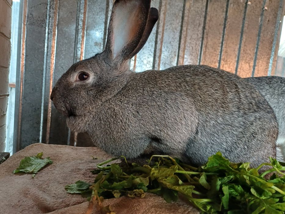 6  місячні самочки