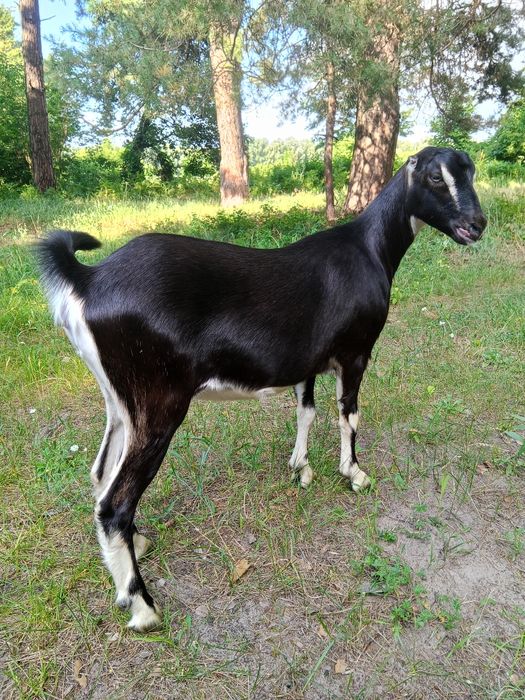Племінний цап Ламанч, покриття кіз,погулять козу