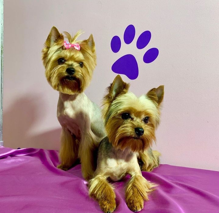 Вязка. Міні йорк