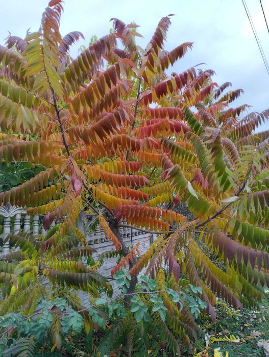 Сумах оленерогий (оцтове дерево)