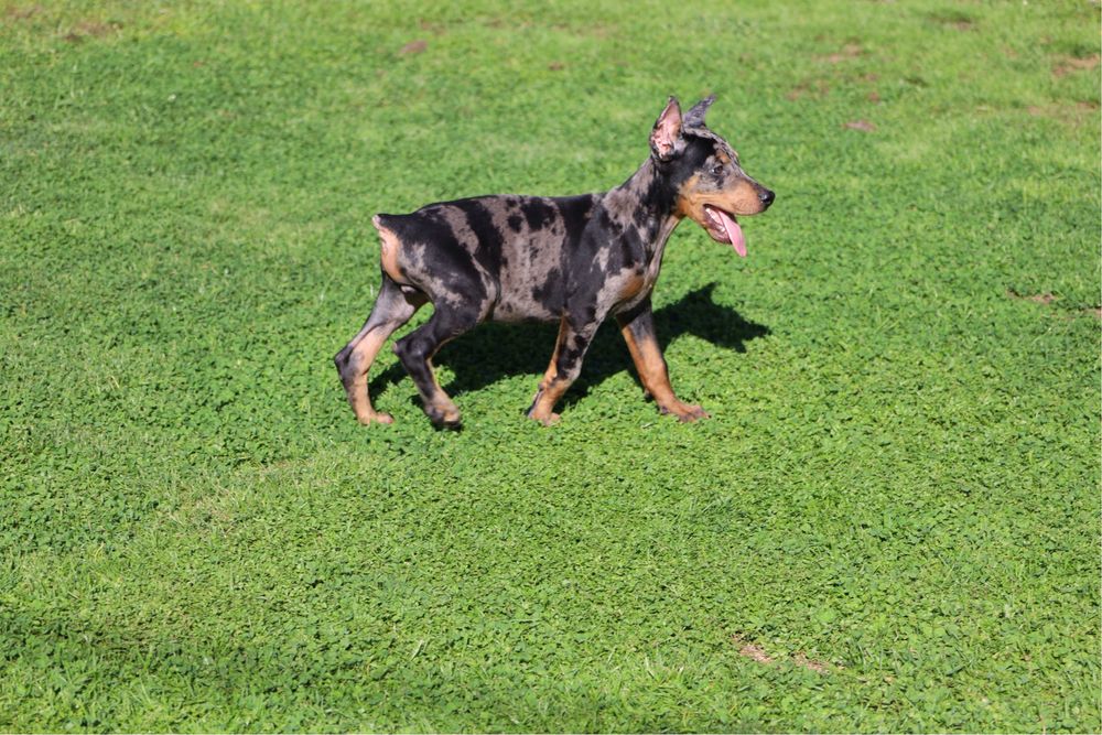 Dobermann balck merle