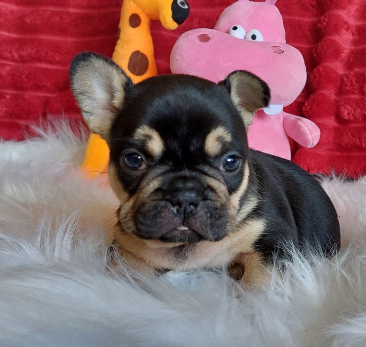 Bulldog frances black tan