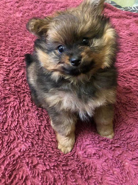 Маленький красивый щенок