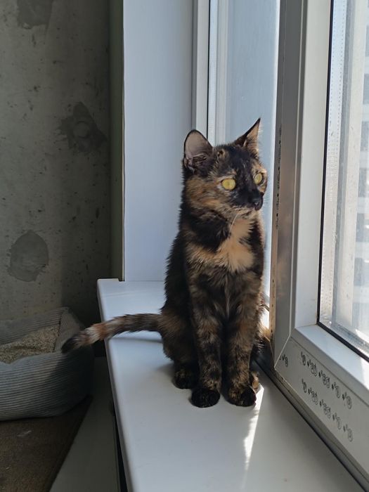 Невезучая Ниндзя бесплатно