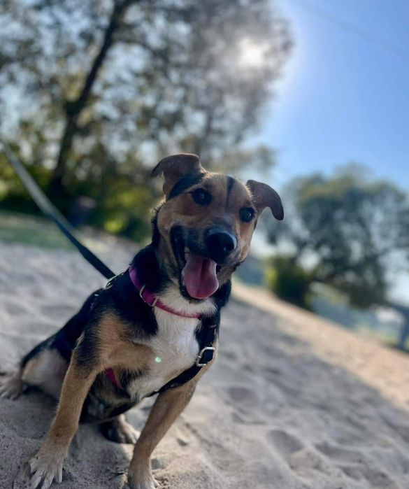 Bilonek- mały psiak bez ogonka