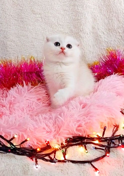 Чарівний хлопчик Срібний шиншила шотландик