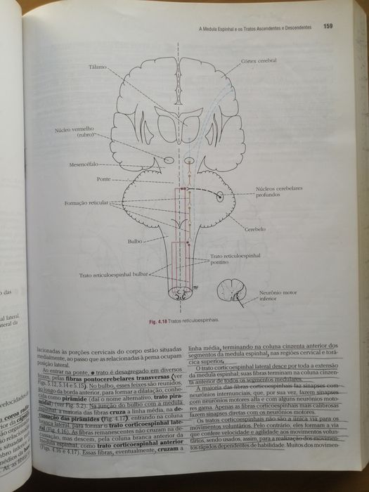 Neuroanatomia Clínica, Richard S. Snell para estudantes de medicina