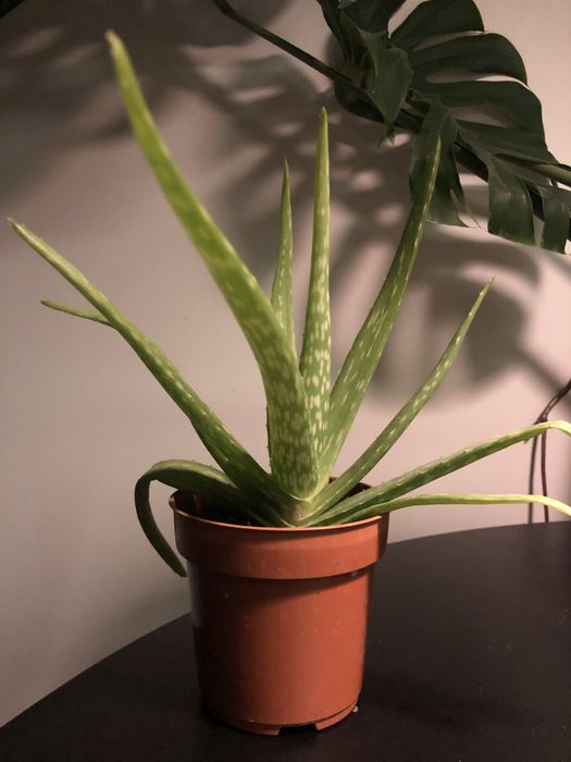 Aloes Aloe Vera w doniczce