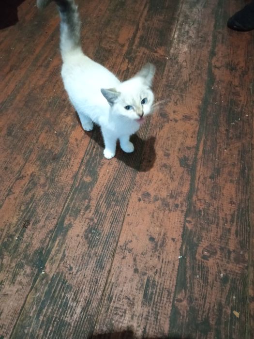 Котята сельской кошки