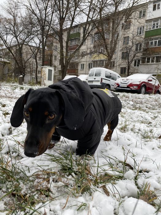 Мальчик ищет девочку(такса)