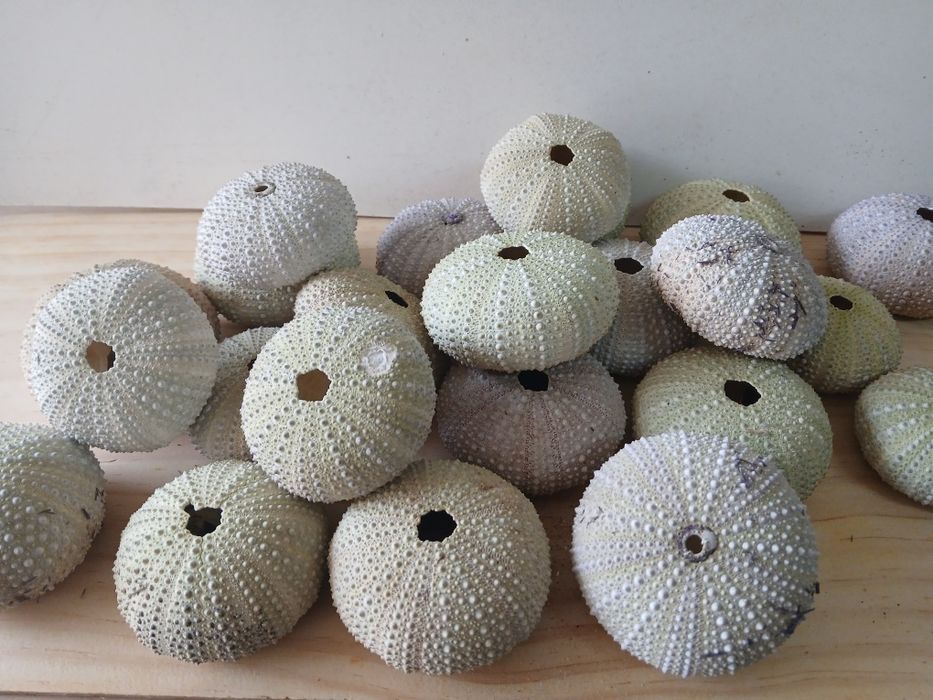 Ouriços do mar natural