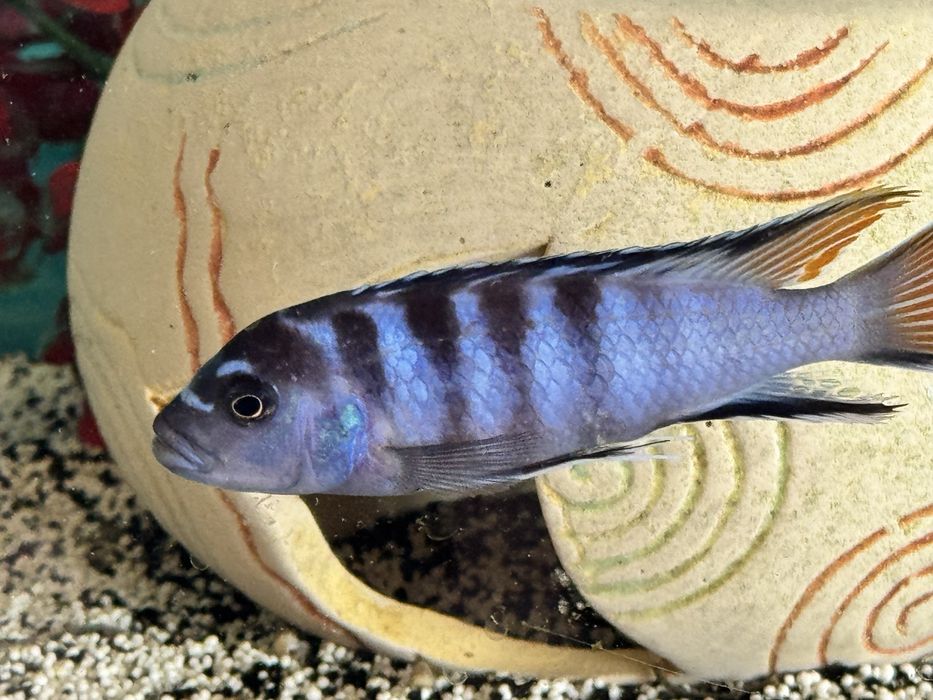 Ciclídeos do Lago Malawi 15cm – Várias Cores