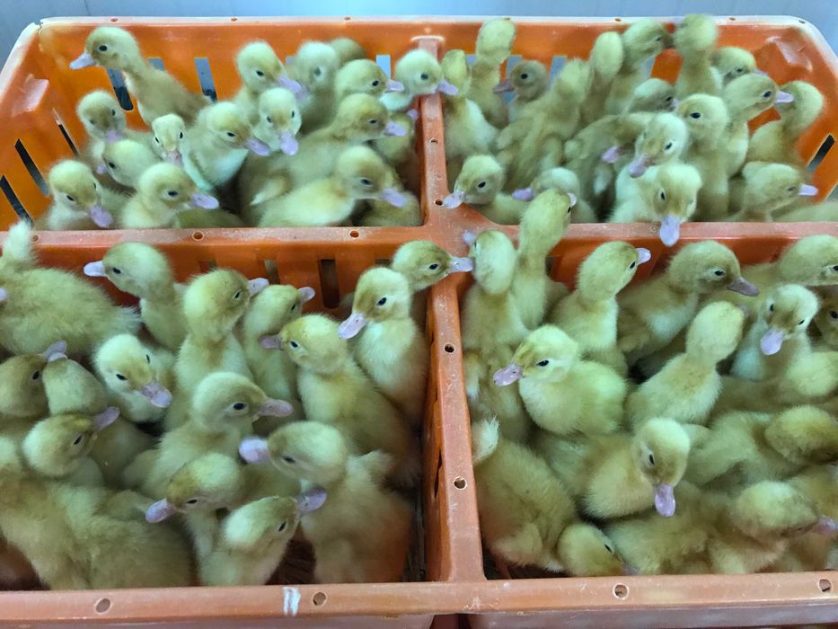 Kurczaki pisklęta nioski, brojlery, Leghorn, Greenshell, Sussex, Rosa