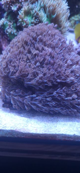 Koralowiec morski xenia pulsująca