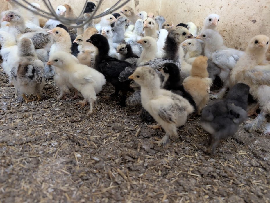 Brahma olbrzymia pisklaki