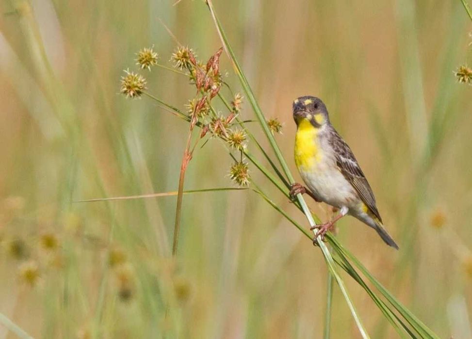 Crithagra citrinipectus ( criadores em Portugal )